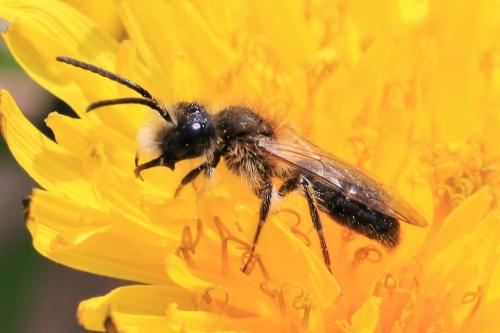 Andrena sp.